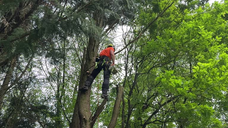 Professional  Tree Services in Garden Acres, CA